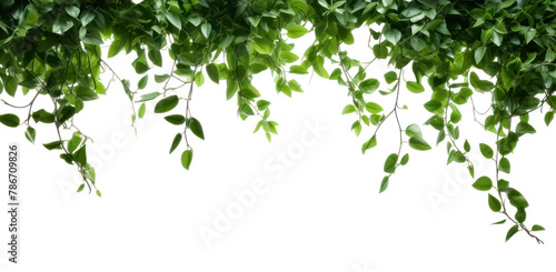 PNG Hanging bushes backgrounds plant green