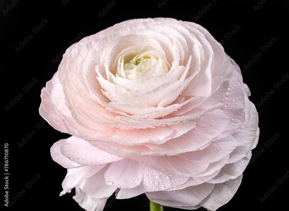 beautiful pink flower beautiful pink flower