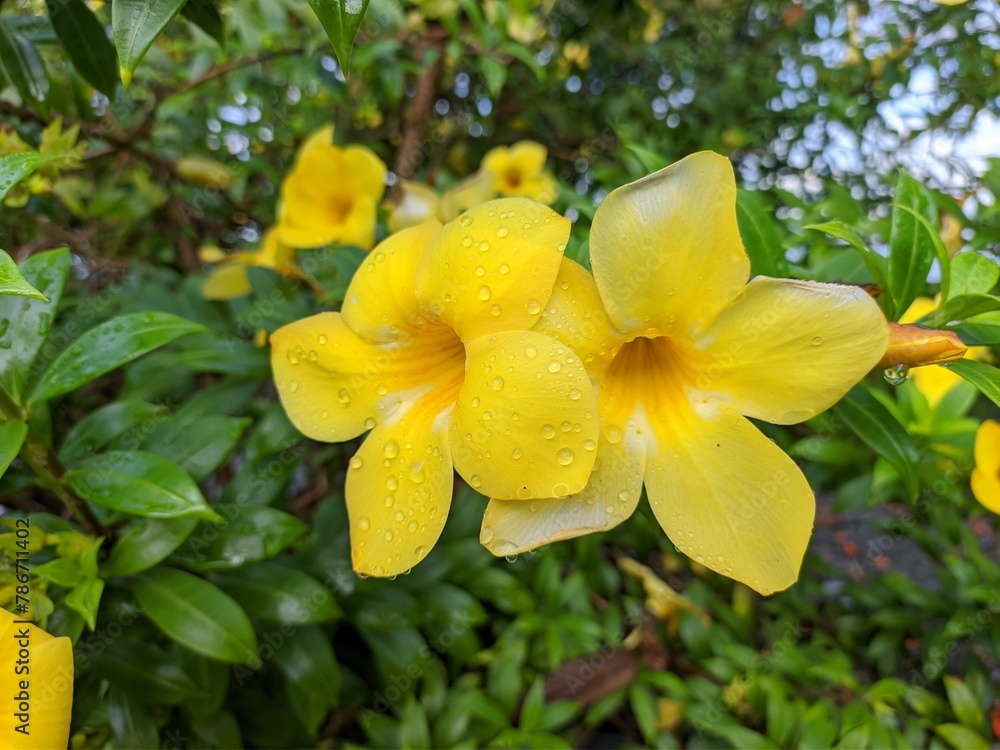Obraz premium Allamanda Cathartica flower in the morning