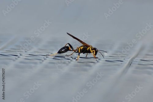 Obraz na płótnie Insect