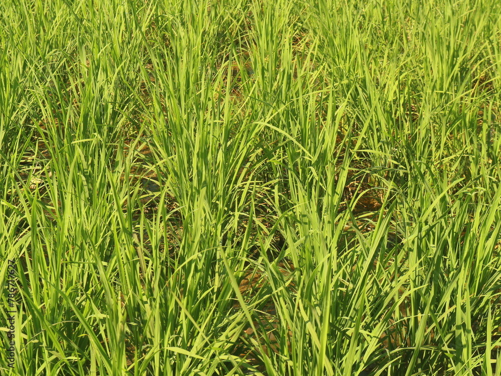 Young rice plants grow well in paddy fields. Young rice plants grow well in paddy fields.
