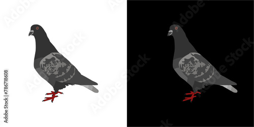 dove bird vector pigeon