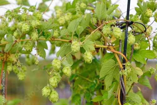 A cluster of hops or seed buds hangs on a vine with multiple green leaves. The foliage is lush green color with pointy edged leaves. The Humulus lupulus is used as a herbal medicine and for beer.