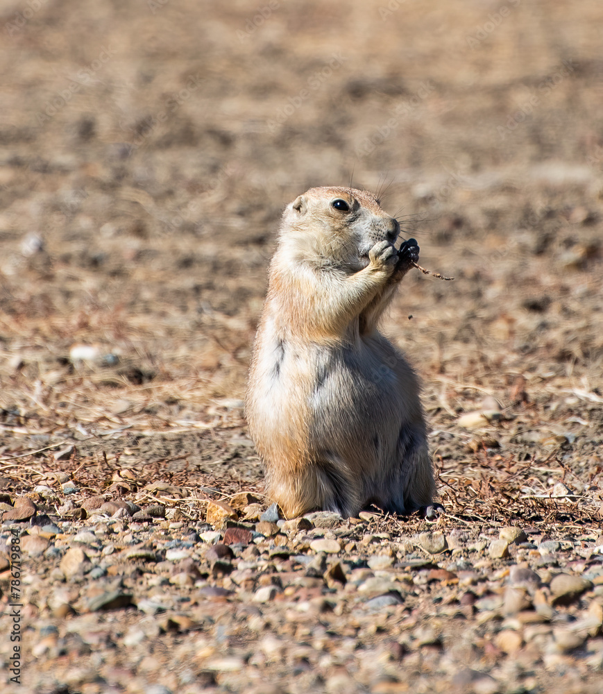 prairie dog on the ground prairie dog on the ground
