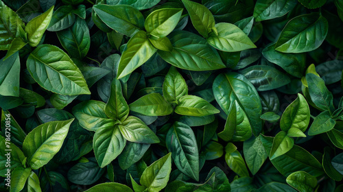 Fresh natural green herbal leaves tea 
