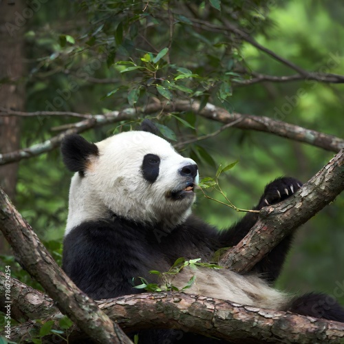 Giant Panda Bear on tree © Rick