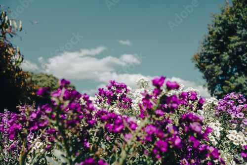 flowers in the garden