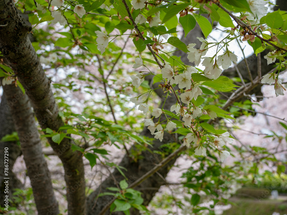 緑の葉と白い花 緑の葉と白い花