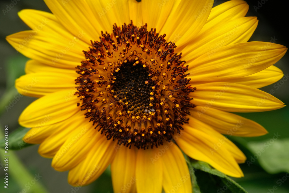 Sunflower Sunflower