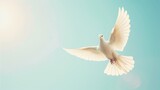 White dove in flight against soft blue background