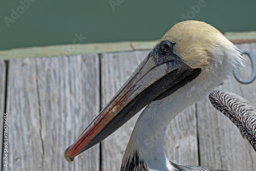 Closeup of Brown Pelican, showing head, neck, and beak.