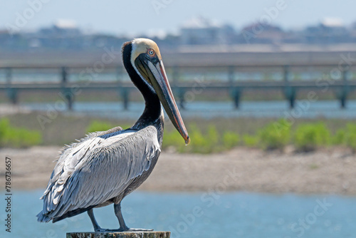 Brown Pelican perched on a dock piling, overlooking a salt marsh.