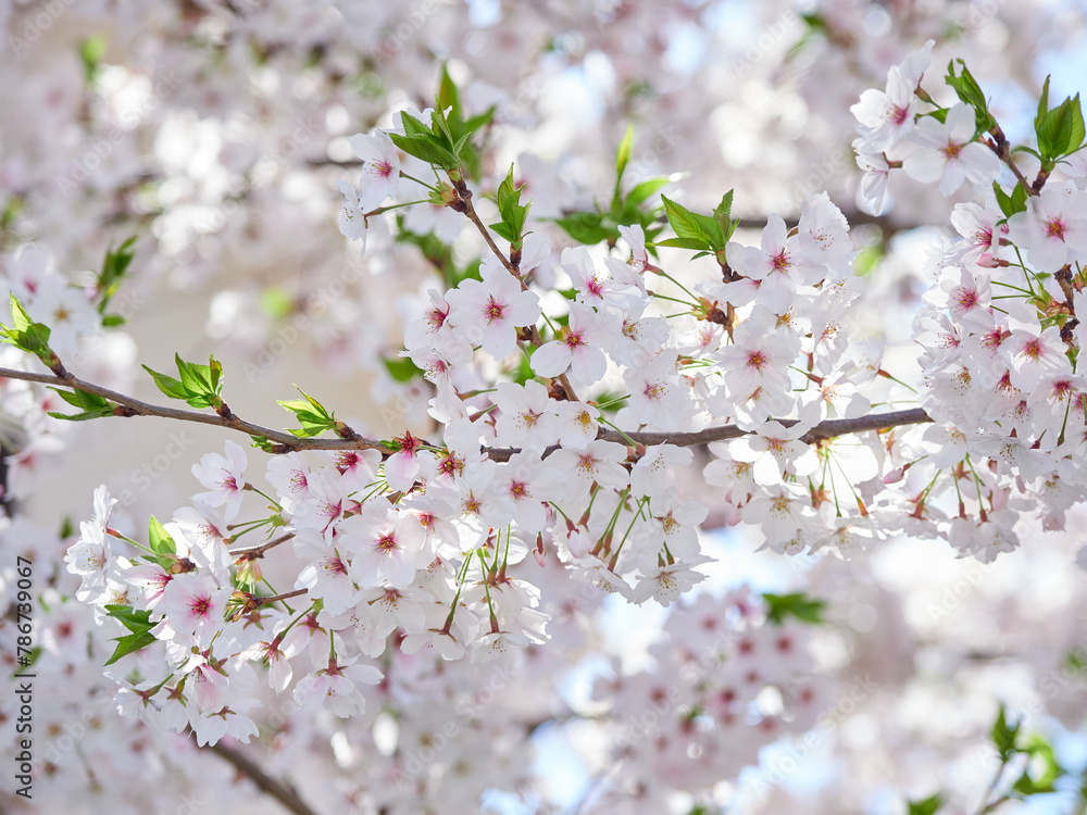 Fototapeta premium 春の満開の桜の花の風景