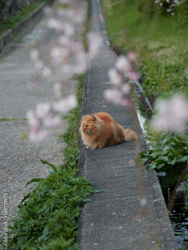 春の夕方の公園にいるかわいい野良猫の様子と満開の桜