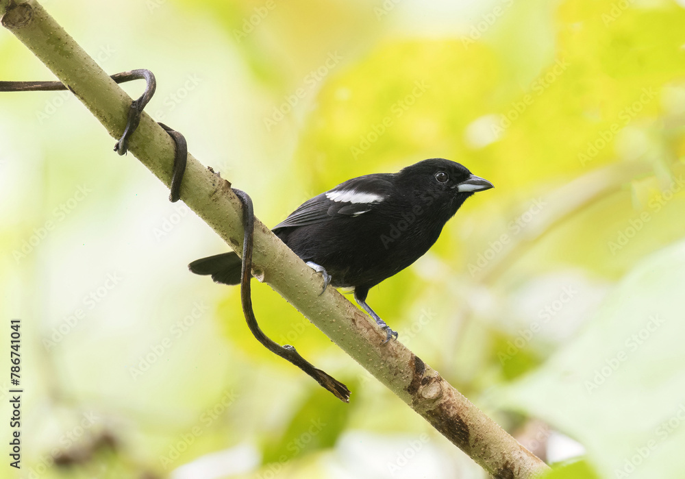 Fototapeta premium White-shouldered Tanager (Loriotus luctuosus)