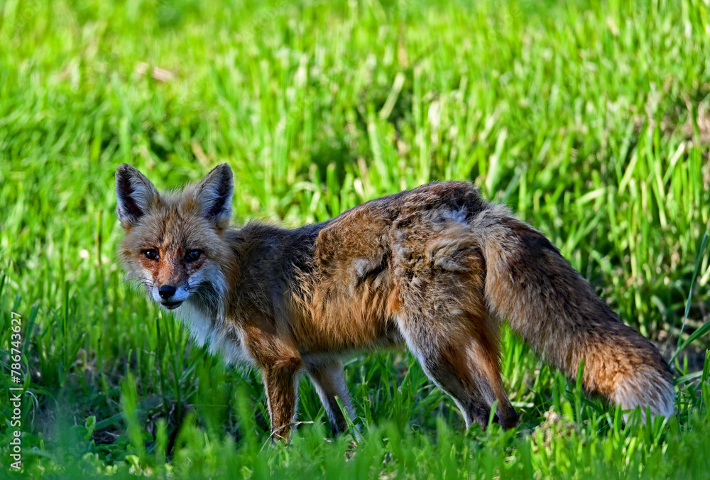 Fototapeta premium Red Fox Strolling in the Wild