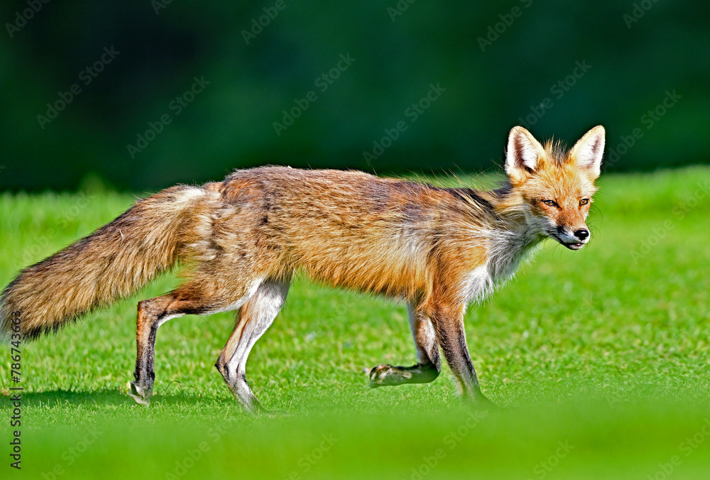 Fototapeta premium Red Fox Strolling in the Wild