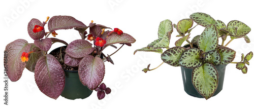 2 Episcia plants  (Gesneriad family) - Temptation and Chocolate soldier cultivars,   isolated on transparent background photo