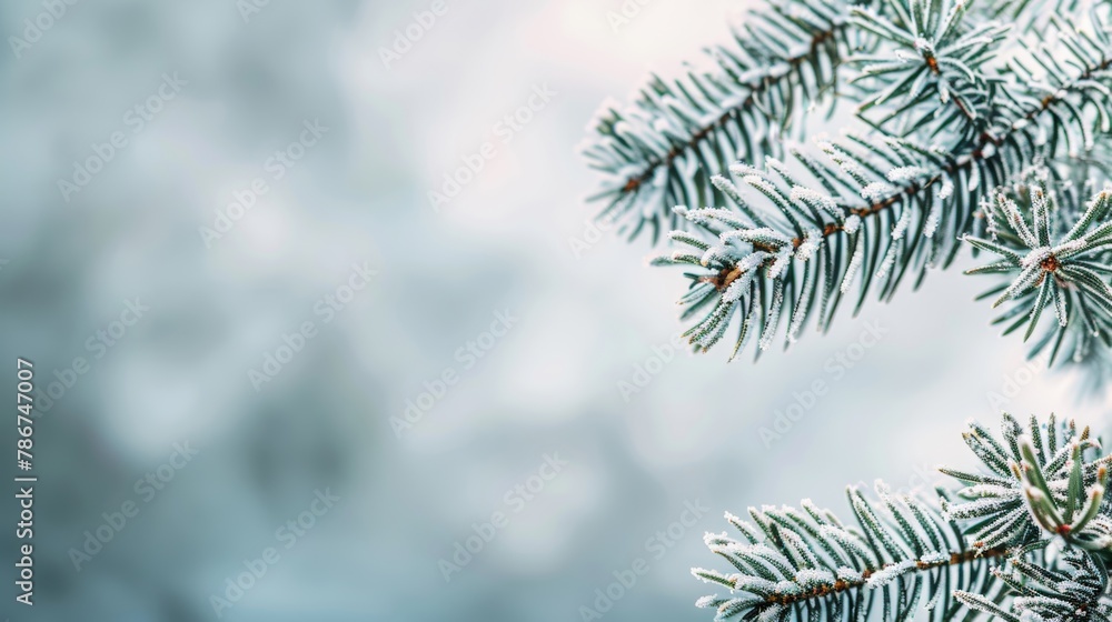 Frosty pine branches covered with fresh snow against a blurred winter background.