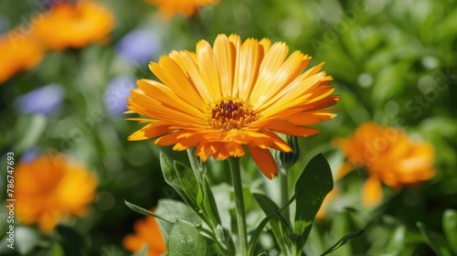 Close up Image of Calendula Flower in a Garden