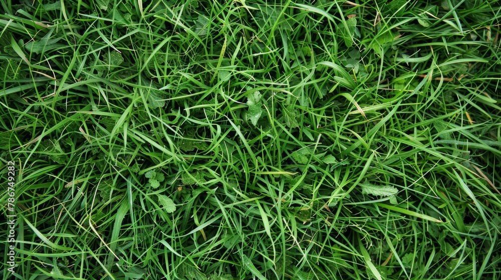 Close Up of a Green Grass Field Close Up of a Green Grass Field