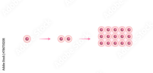 Cell division. Healthy tissue . Medical biological, scientific vector illustration.	
