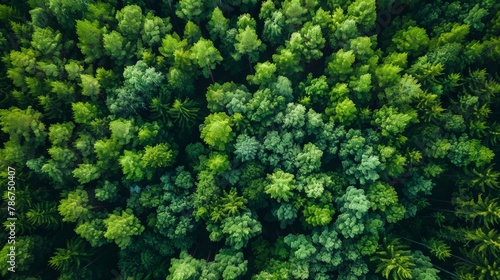 Aerial top view of summer green trees in forest in rural Finland. Drone photography © chanidapa