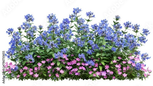 Campanula. Cut out blue and pink flowers. Flower bed isolated on white background. Bush for garden design or landscaping.