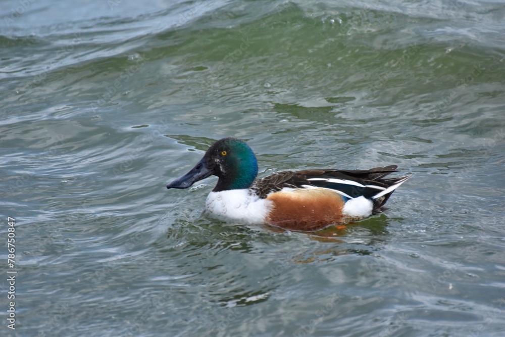 Fototapeta premium Waterfowl at the waste water