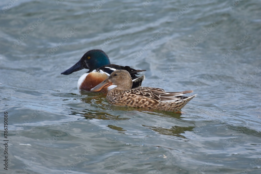 Fototapeta premium Waterfowl at the waste water