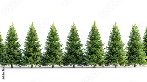 Row of Christmas pine trees isolated on a white background