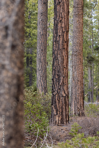 Beautiful ponderosa pine forest with its textured puzzle like bark in the Southern Oregon Cascades. © wollertz