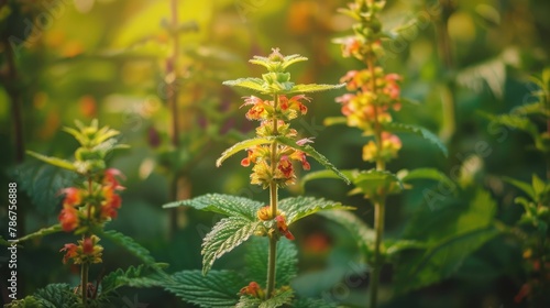 Close up photo of red and yellow nettle flowers in a herbal plant garden
