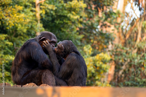 A couple of monkeys kissing passionately on top of a tree
