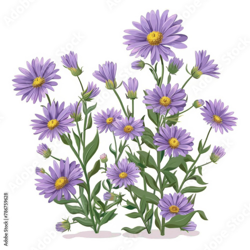 Digital illustration of violet aster flowers in full bloom with green leaves on a white background.