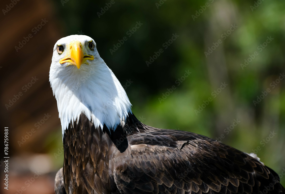 Obraz premium Bald Eagle White-headed Eagle or White-headed Eagle in action close-up