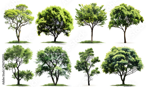 set of trees isolated on white photo