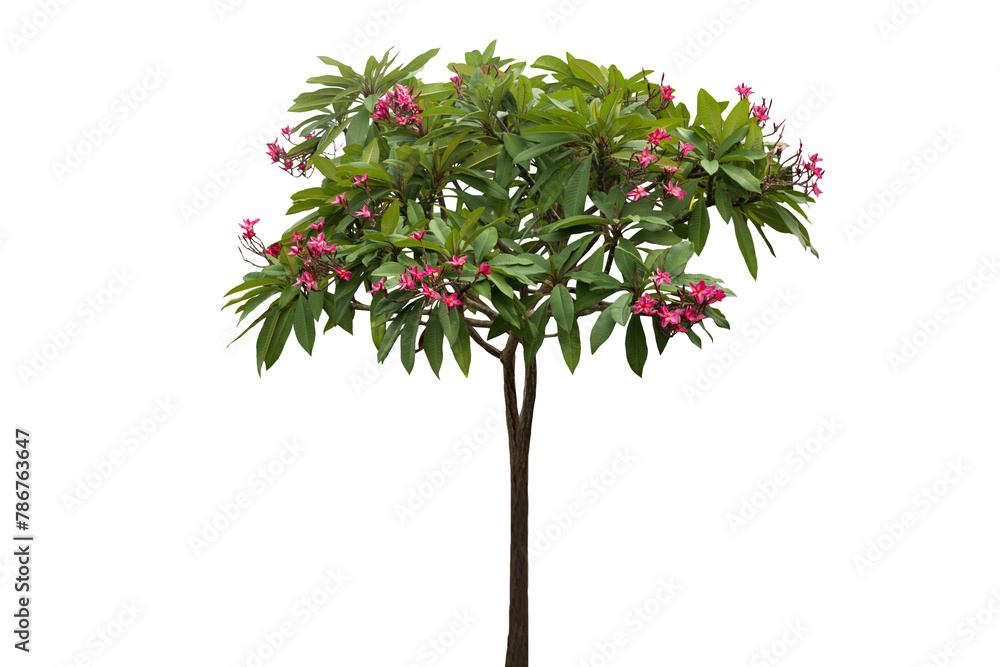 Image of frangipani tree with beautiful leaves and red flowers isolated on transparent background png file.