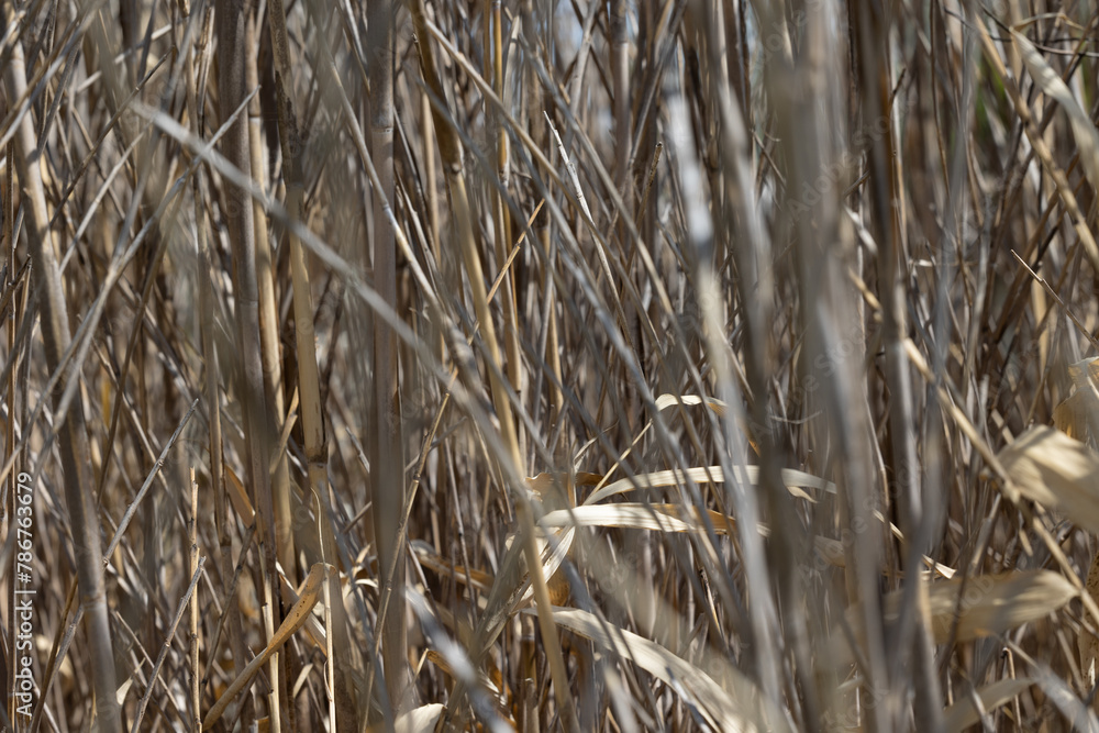 Fototapeta premium Birds and plants at tower grove park ducks robins and other items