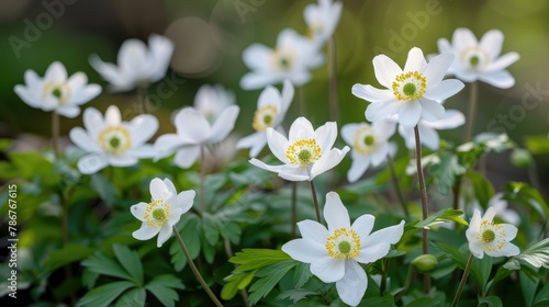 Spring Blooms of Anemone americana against a Natural Backdrop