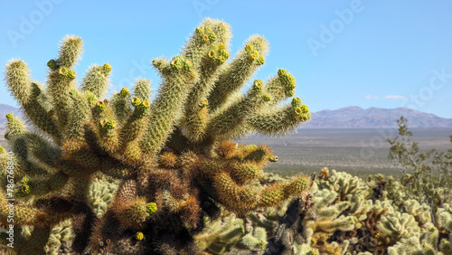 Joshua Tree National Park, Cholla Cactus Garden with mountains in the background, USA