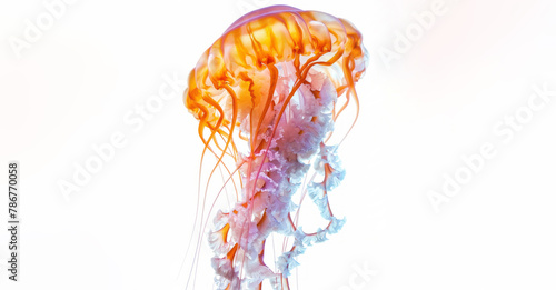 A jellyfish with light pink and orange colors is set against a white background.
