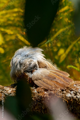 Yellow billed babbler