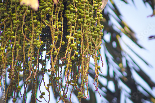 Fishtail Palm Small Fruits hanging on the tree photo