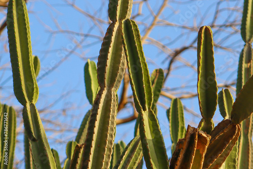 Cereus jamacaru cactus plant with light blue sky photo