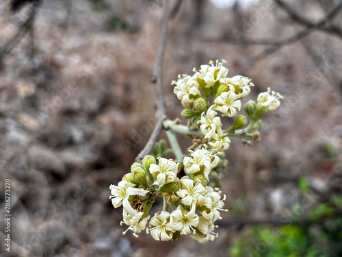 A close up of a tree with white flowers, Cordia alliodora (Ruiz and Pav.) Oken. photo