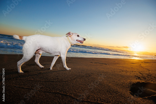 Fototapeta Naklejka Na Ścianę i Meble -  夕日をバックにを散歩するジャックラッセルテリアの犬