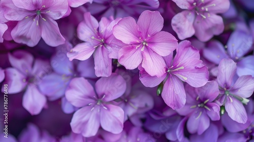 Purple Spring Blooms with Small White Flowers © 2rogan