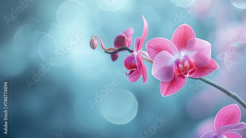 Pink orchid against blurry blue background with light bokeh