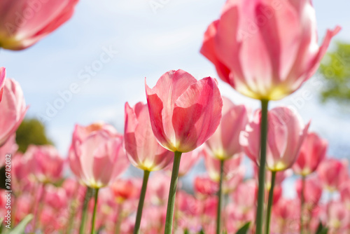 Beautiful tulip flower garden. The Expo 70 Commemorative Park, Osaka, Japan photo